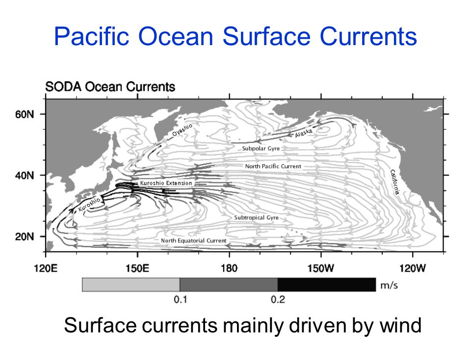 Pacific Ocean Surface Currents Surface currents mainly driven by wind Subtropical Gyre Subtropical Gyre Subtropical Gyre