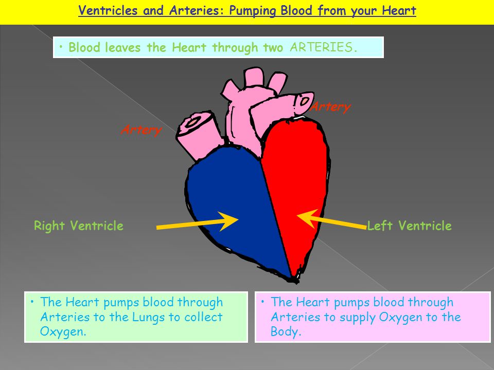 Ventricles and Arteries: Pumping Blood from your Heart The Heart pumps blood through Arteries to the Lungs to collect Oxygen.