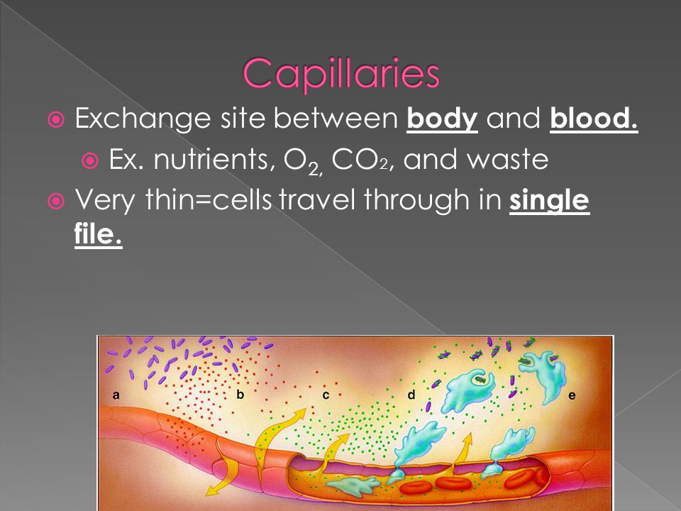  Exchange site between body and blood.  Ex.