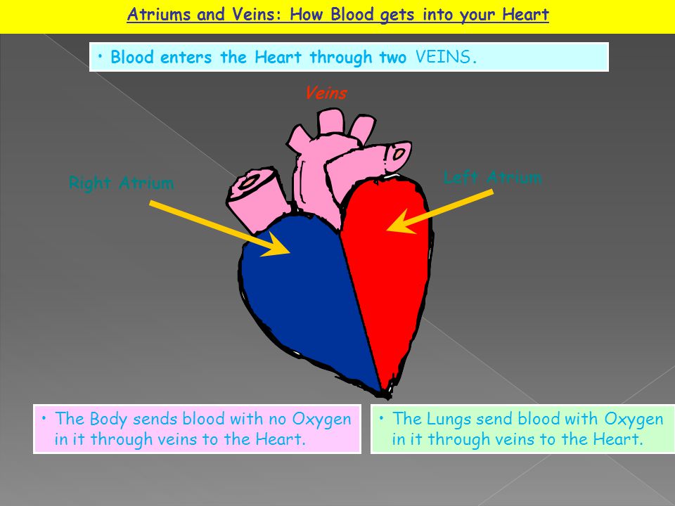 Atriums and Veins: How Blood gets into your Heart Blood enters the Heart through two VEINS.