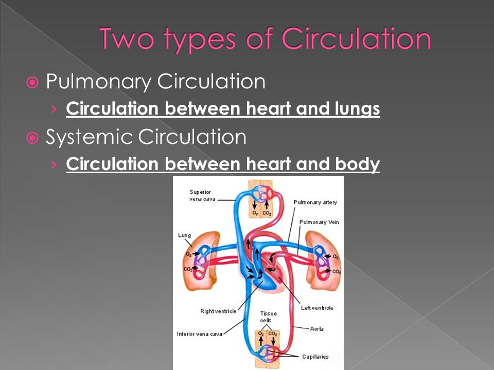  Pulmonary Circulation › Circulation between heart and lungs  Systemic Circulation › Circulation between heart and body