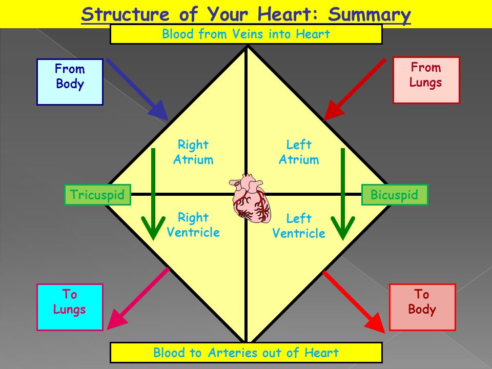 Structure of Your Heart: Summary Right Atrium Left Atrium Right Ventricle Left Ventricle From Lungs To Lungs From Body To Body Blood from Veins into Heart Blood to Arteries out of Heart TricuspidBicuspid