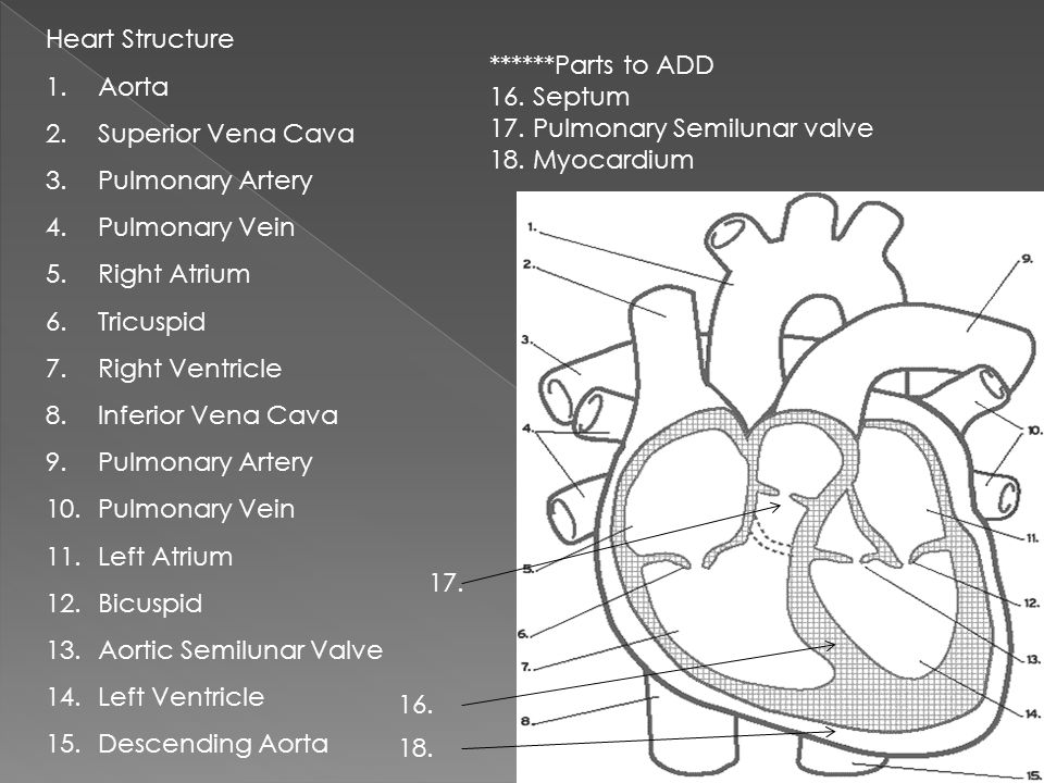 Heart Structure 1.Aorta 2.Superior Vena Cava 3.Pulmonary Artery 4.Pulmonary Vein 5.Right Atrium 6.Tricuspid 7.Right Ventricle 8.Inferior Vena Cava 9.Pulmonary Artery 10.Pulmonary Vein 11.Left Atrium 12.Bicuspid 13.Aortic Semilunar Valve 14.Left Ventricle 15.Descending Aorta ******Parts to ADD 16.