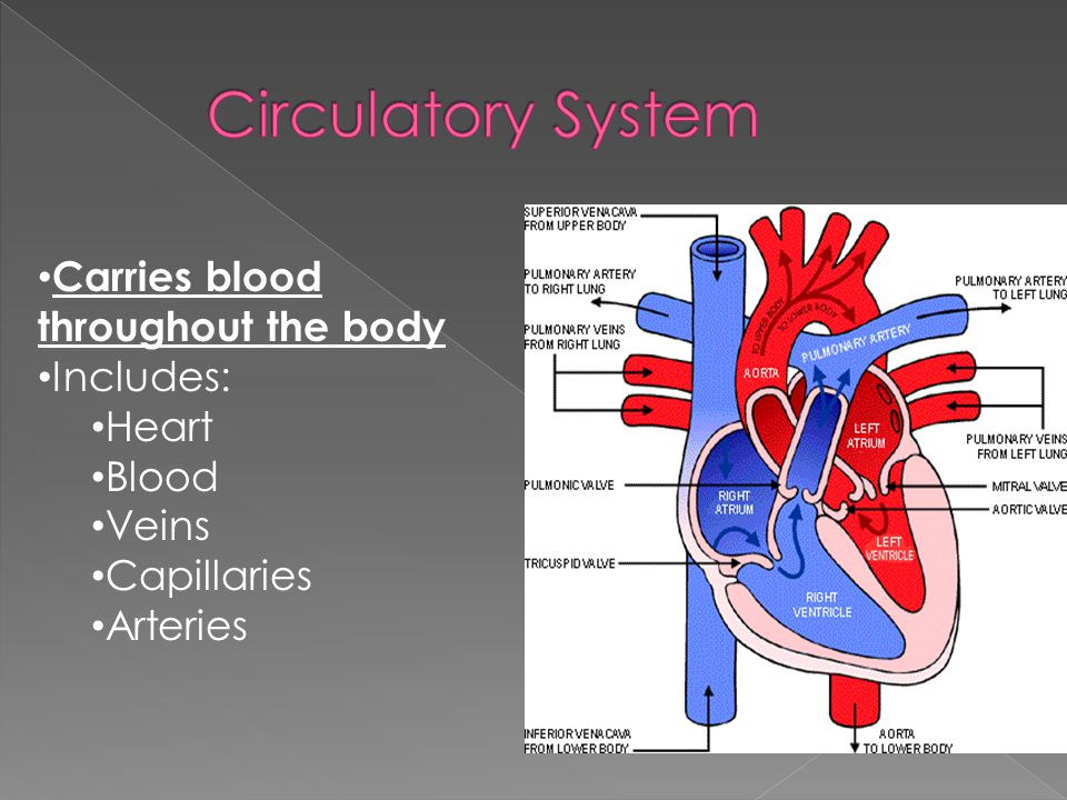 Carries blood throughout the body Includes: Heart Blood Veins Capillaries Arteries