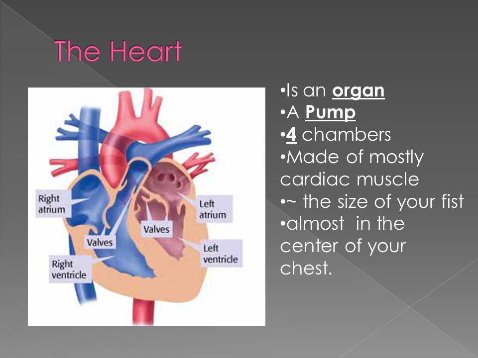 Is an organ A Pump 4 chambers Made of mostly cardiac muscle ~ the size of your fist almost in the center of your chest.