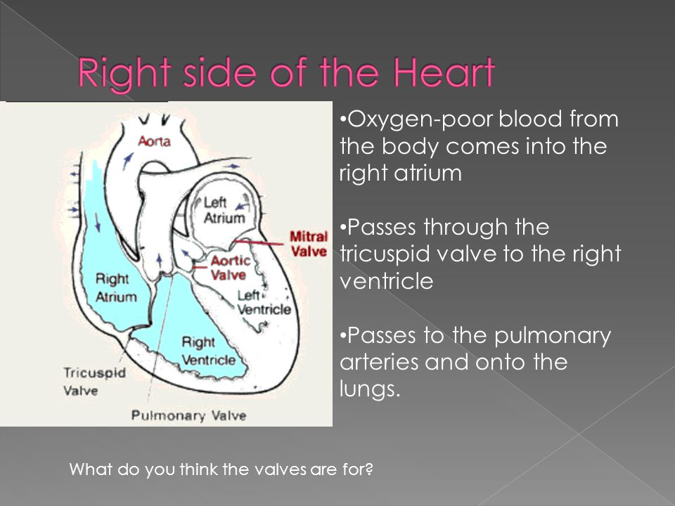 Oxygen-poor blood from the body comes into the right atrium Passes through the tricuspid valve to the right ventricle Passes to the pulmonary arteries and onto the lungs.