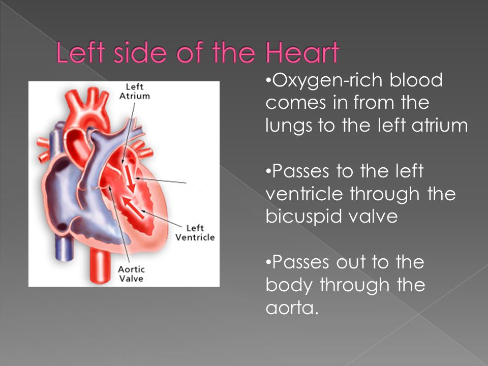 Oxygen-rich blood comes in from the lungs to the left atrium Passes to the left ventricle through the bicuspid valve Passes out to the body through the aorta.