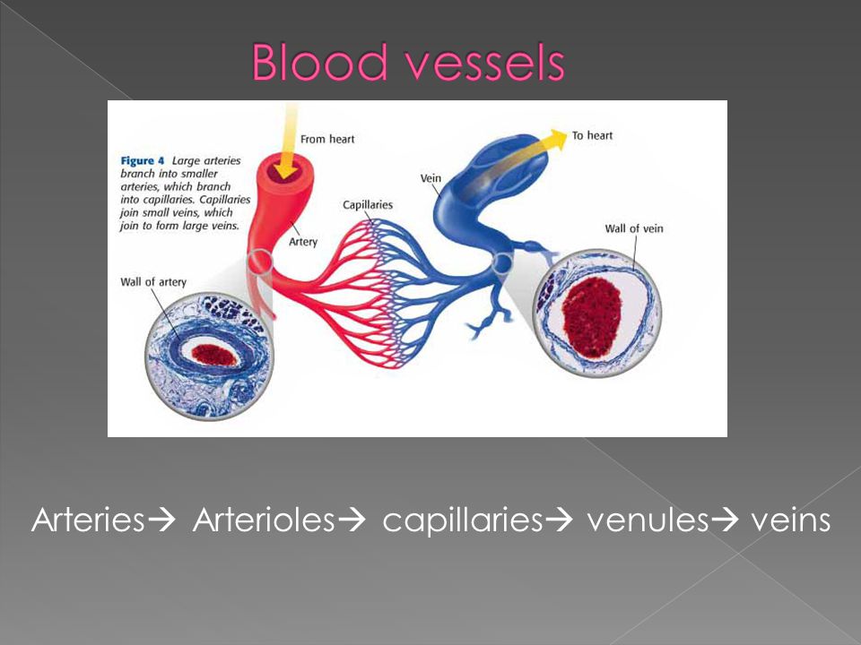 Arteries  Arterioles  capillaries  venules  veins