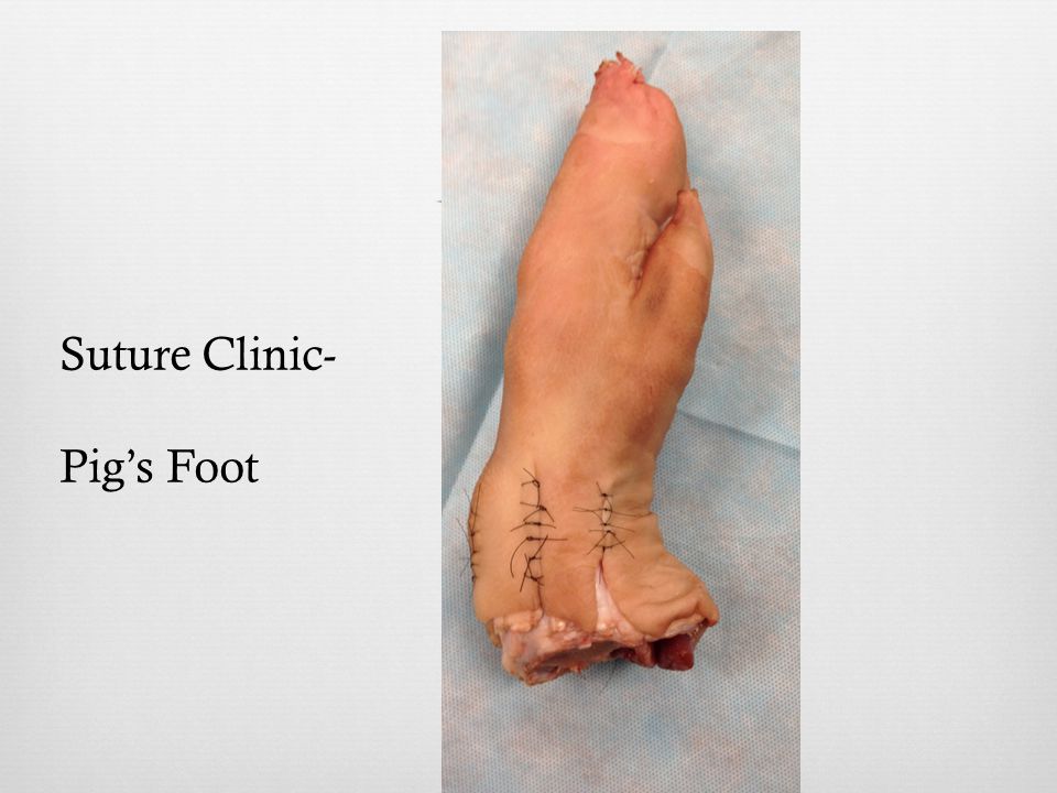 Suture Clinic- Pig’s Foot
