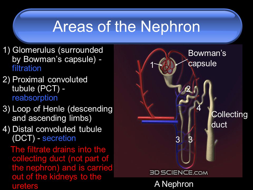 areas of the nephron 1) glomerulus (surrounded by bowman"s