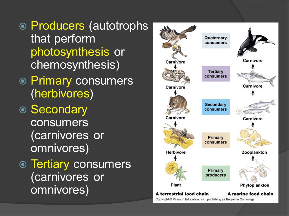  Producers (autotrophs that perform photosynthesis or chemosynthesis)  Primary consumers (herbivores)  Secondary consumers (carnivores or omnivores)  Tertiary consumers (carnivores or omnivores)