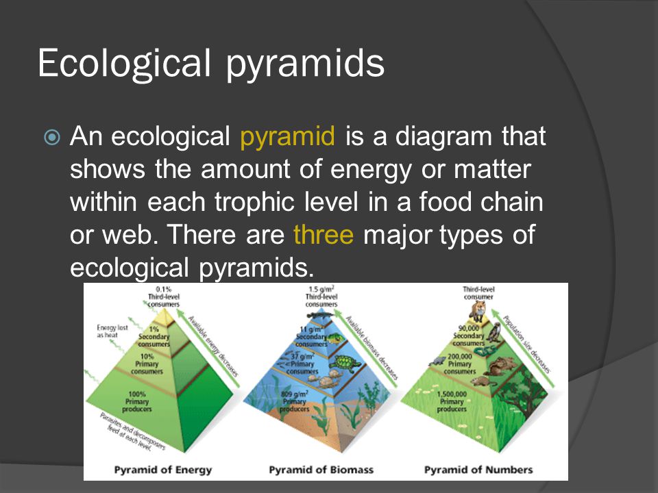 Ecological pyramids  An ecological pyramid is a diagram that shows the amount of energy or matter within each trophic level in a food chain or web.