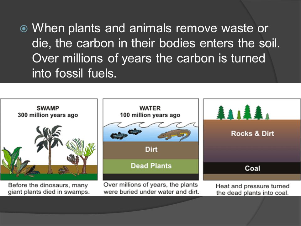  When plants and animals remove waste or die, the carbon in their bodies enters the soil.