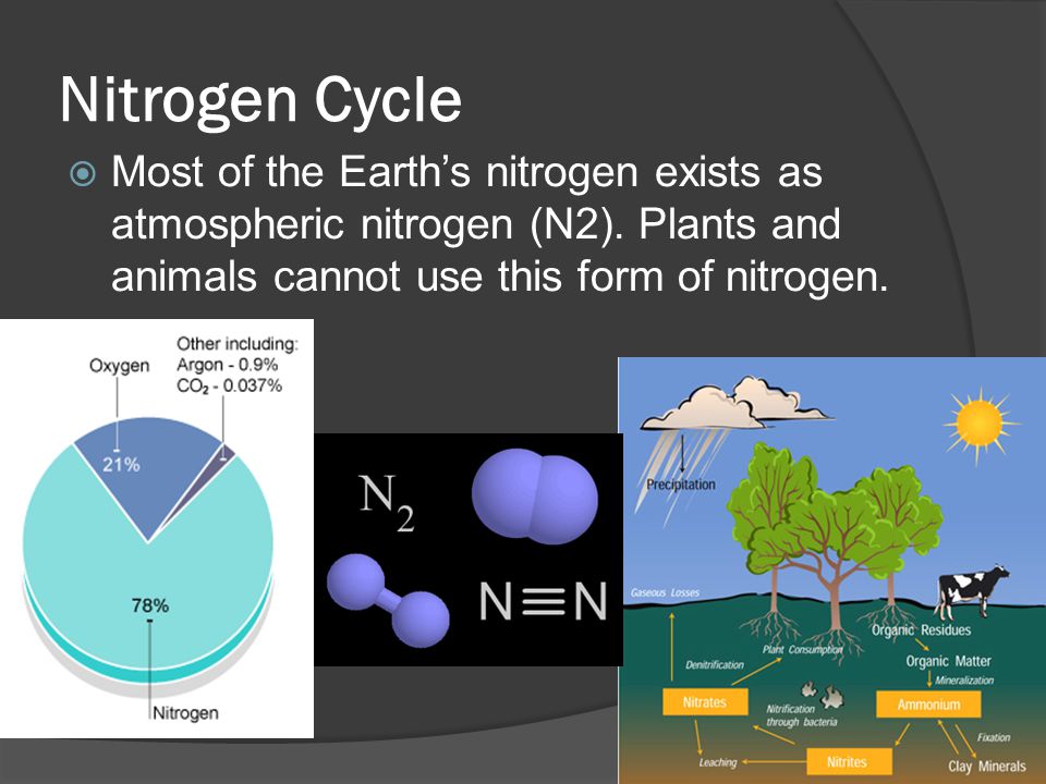 Nitrogen Cycle  Most of the Earth’s nitrogen exists as atmospheric nitrogen (N2).