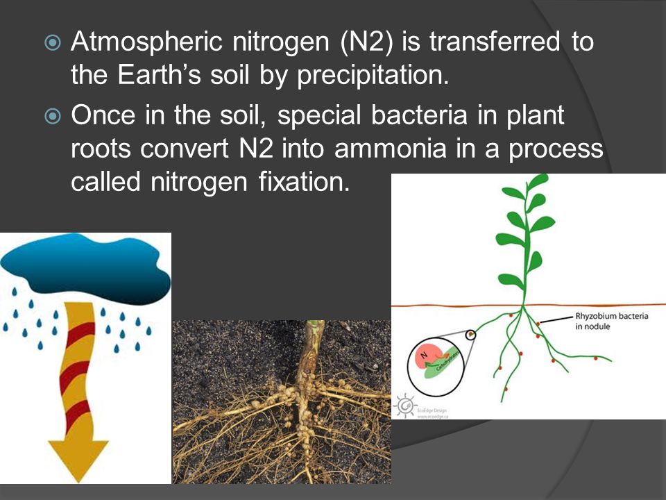  Atmospheric nitrogen (N2) is transferred to the Earth’s soil by precipitation.