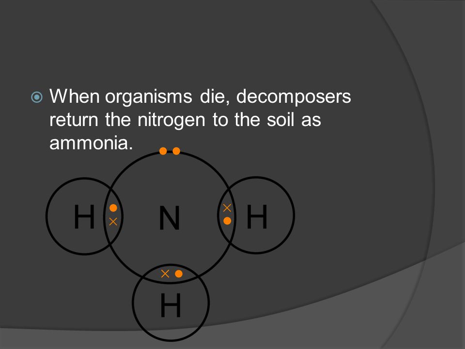  When organisms die, decomposers return the nitrogen to the soil as ammonia.