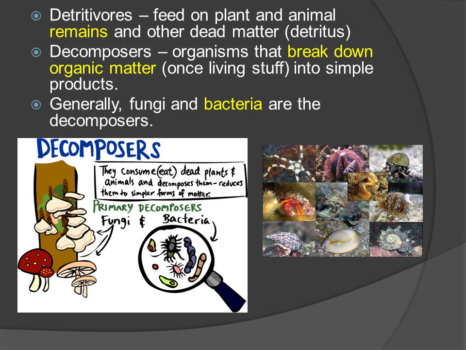  Detritivores – feed on plant and animal remains and other dead matter (detritus)  Decomposers – organisms that break down organic matter (once living stuff) into simple products.