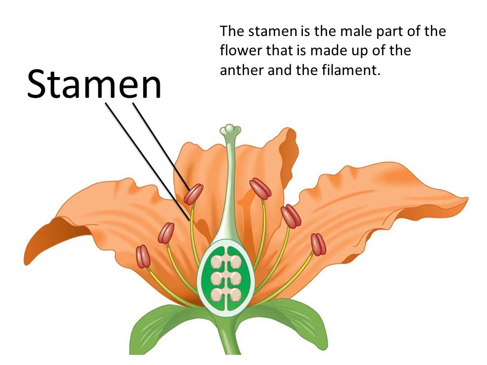 Stamen The stamen is the male part of the flower that is made up of the anther and the filament.