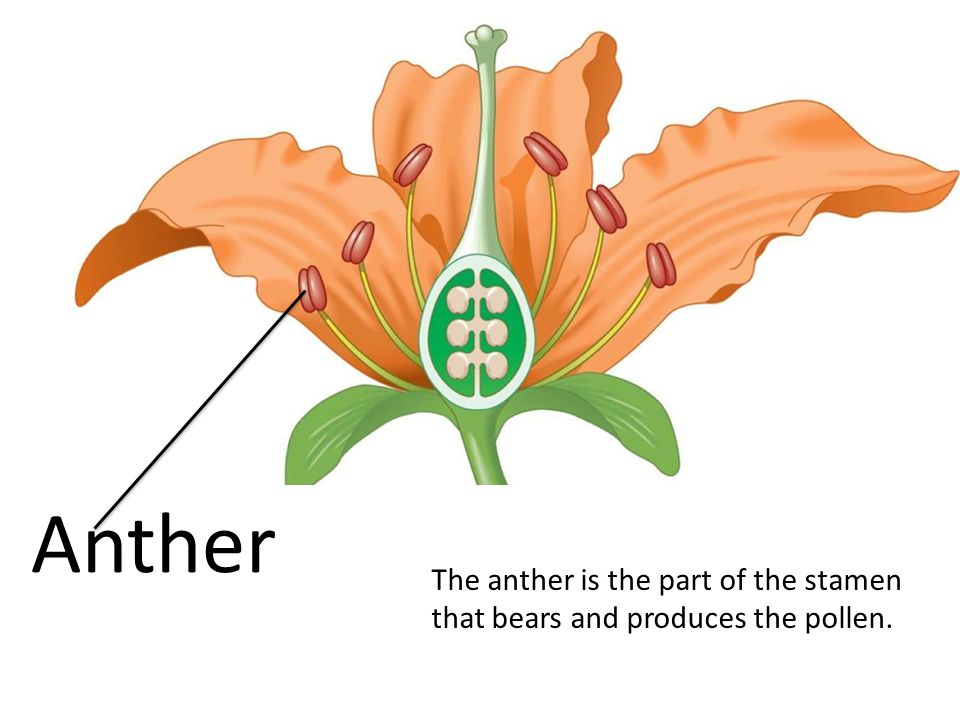 Anther The anther is the part of the stamen that bears and produces the pollen.