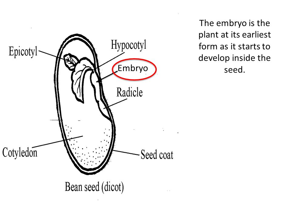 The embryo is the plant at its earliest form as it starts to develop inside the seed.