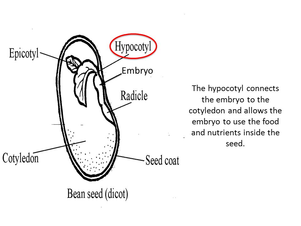 Embryo The hypocotyl connects the embryo to the cotyledon and allows the embryo to use the food and nutrients inside the seed.