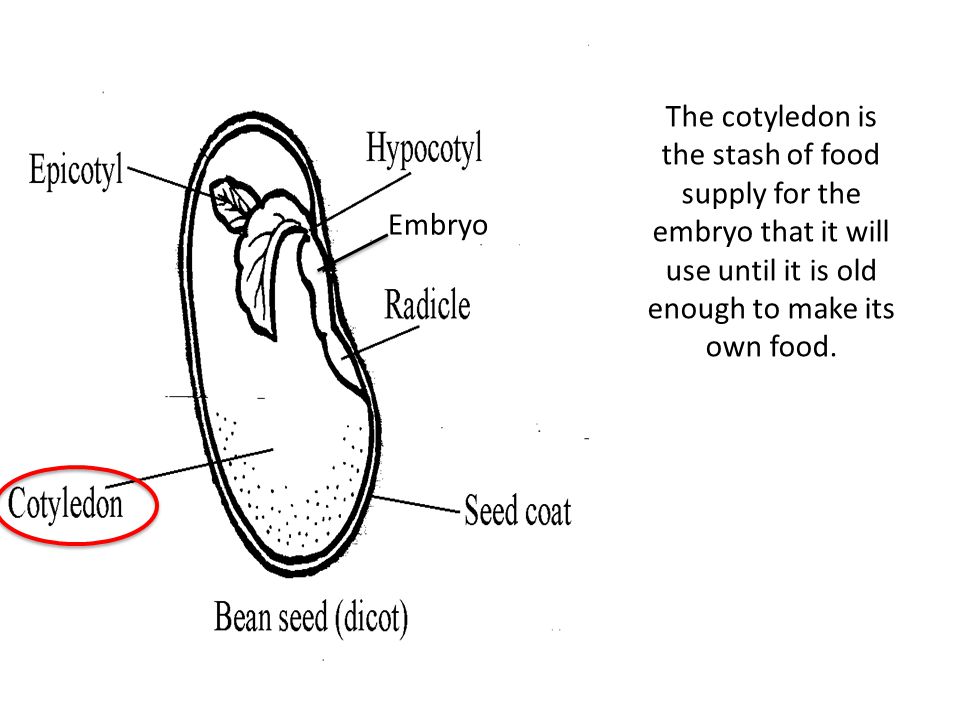 Embryo The cotyledon is the stash of food supply for the embryo that it will use until it is old enough to make its own food.