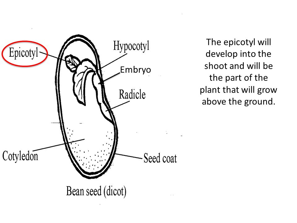Embryo The epicotyl will develop into the shoot and will be the part of the plant that will grow above the ground.