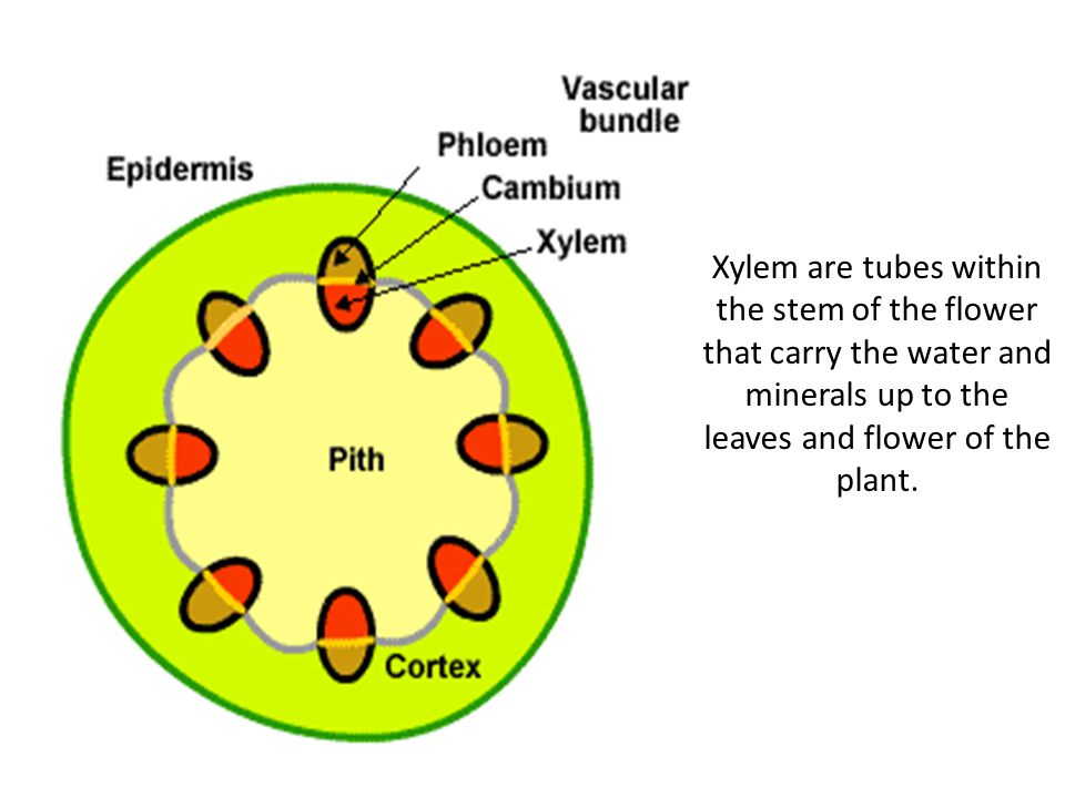 Xylem are tubes within the stem of the flower that carry the water and minerals up to the leaves and flower of the plant.