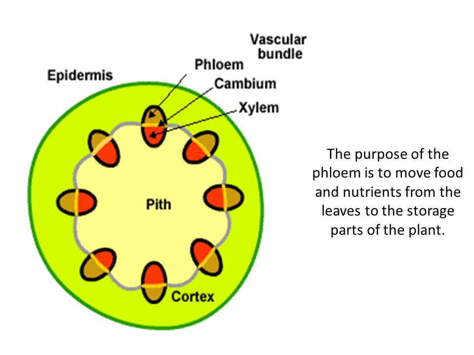The purpose of the phloem is to move food and nutrients from the leaves to the storage parts of the plant.