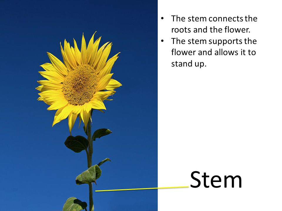 Stem The stem connects the roots and the flower.