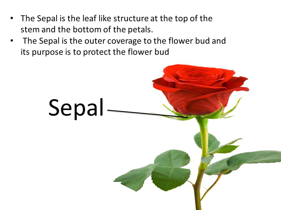 Sepall The Sepal is the leaf like structure at the top of the stem and the bottom of the petals.
