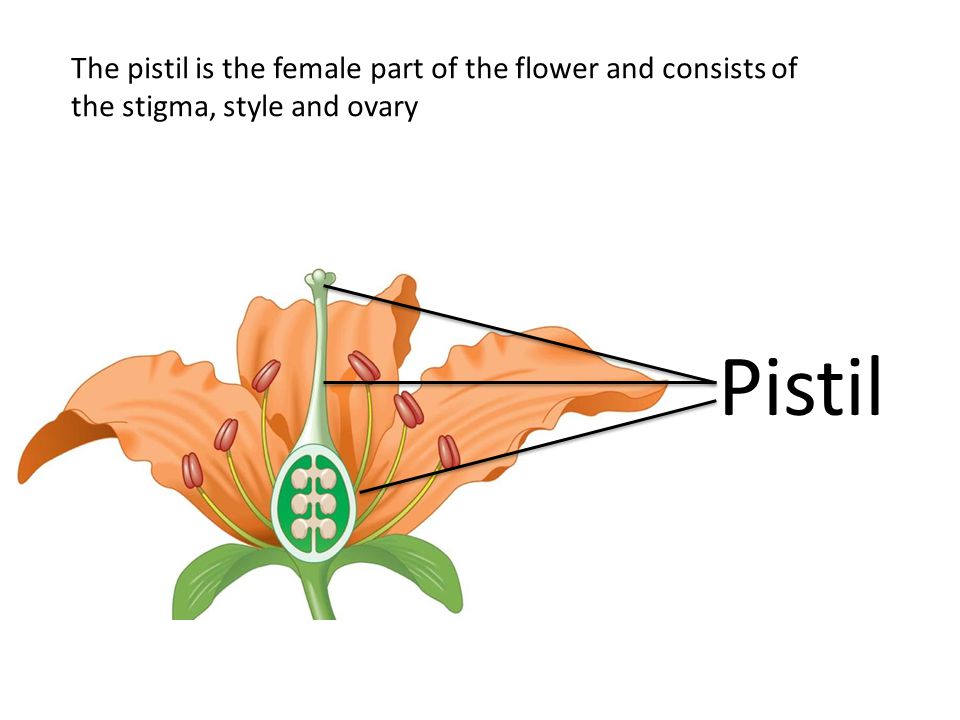 Pistil The pistil is the female part of the flower and consists of the stigma, style and ovary