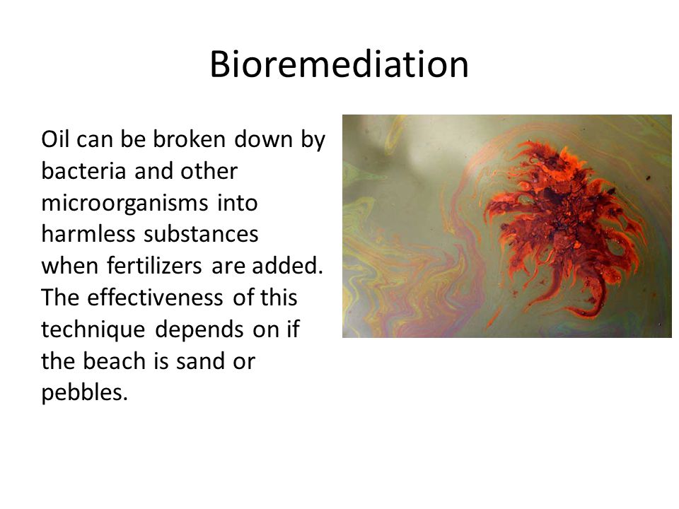 Bioremediation Oil can be broken down by bacteria and other microorganisms into harmless substances when fertilizers are added.
