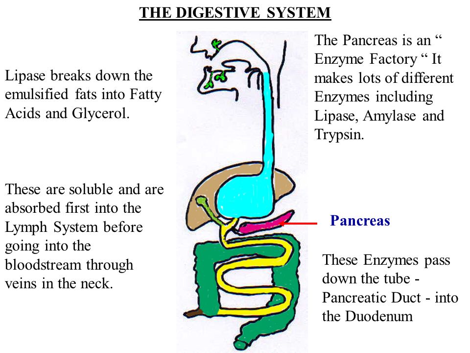 Lighterlife total plan diet picture 4