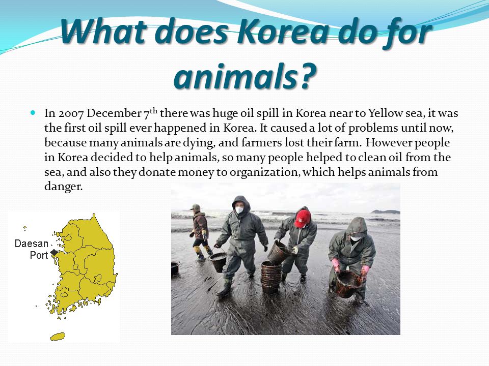 What does Korea do for animals.