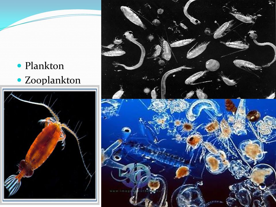 Plankton Zooplankton