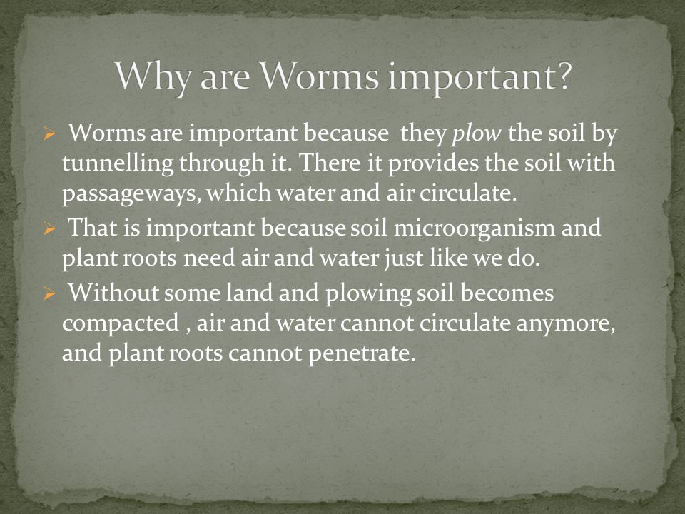Image result for why we need worms