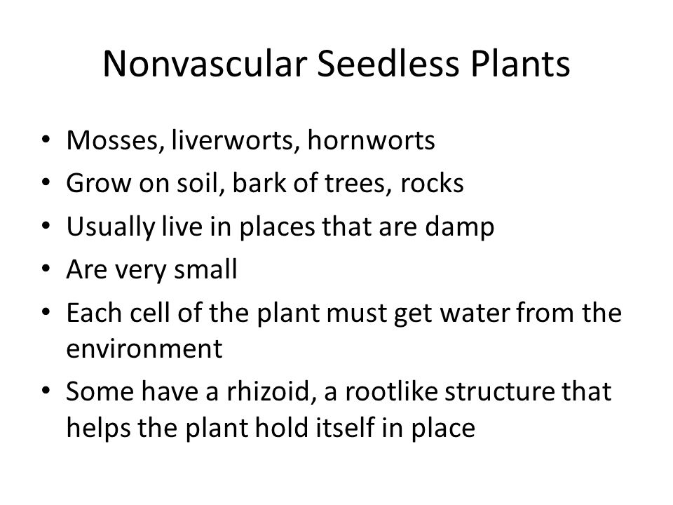 Nonvascular Seedless Plants Mosses, liverworts, hornworts Grow on soil, bark of trees, rocks Usually live in places that are damp Are very small Each cell of the plant must get water from the environment Some have a rhizoid, a rootlike structure that helps the plant hold itself in place