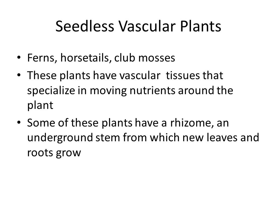 Seedless Vascular Plants Ferns, horsetails, club mosses These plants have vascular tissues that specialize in moving nutrients around the plant Some of these plants have a rhizome, an underground stem from which new leaves and roots grow