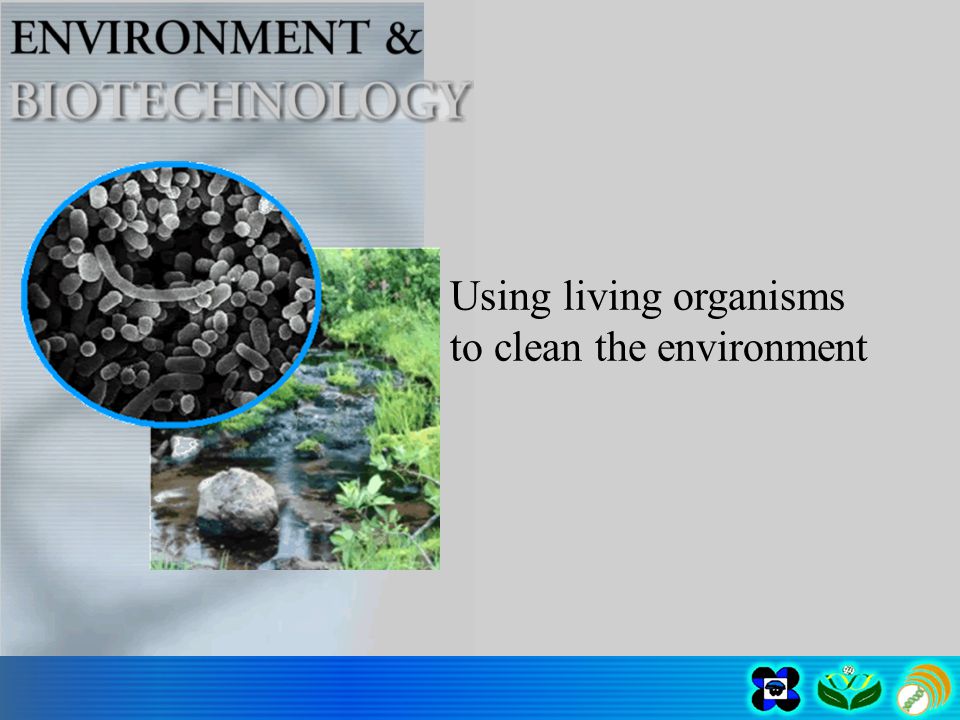 Using living organisms to clean the environment