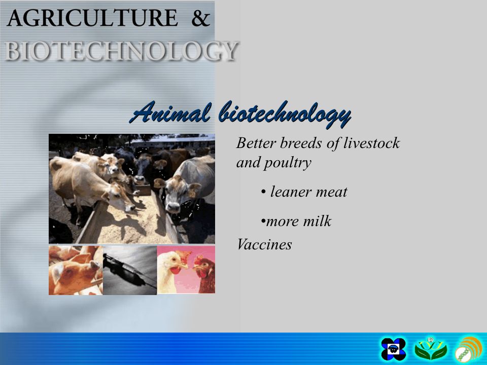 Animal biotechnology Better breeds of livestock and poultry leaner meat more milk Vaccines