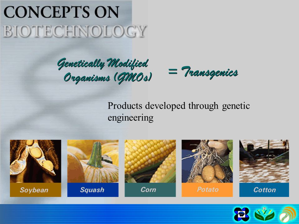 Products developed through genetic engineering Genetically Modified Organisms (GMOs) = Transgenics