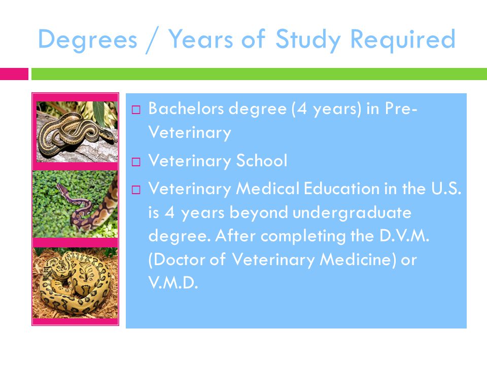 Bachelors degree (4 years) in Pre- Veterinary  Veterinary School  Veterinary Medical Education in the U.S.