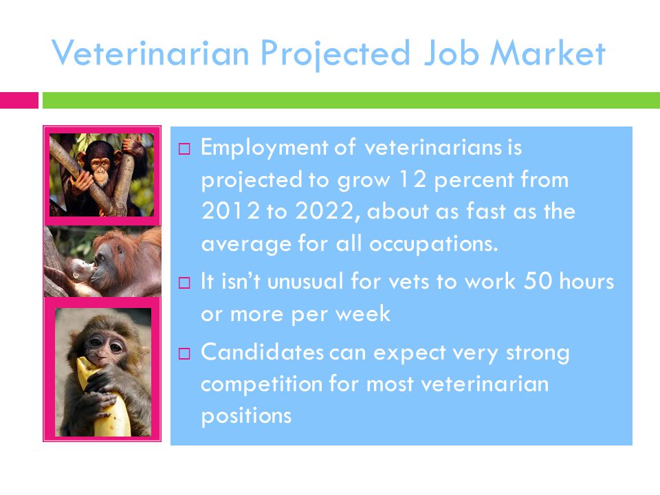 Veterinarian Projected Job Market  Employment of veterinarians is projected to grow 12 percent from 2012 to 2022, about as fast as the average for all occupations.