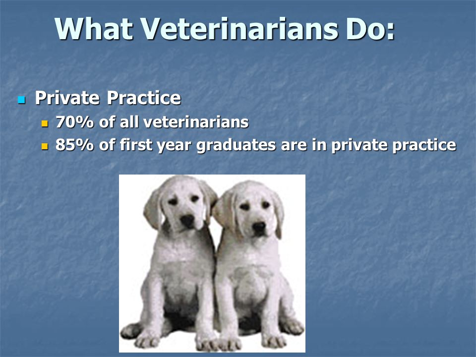 What Veterinarians Do: Private Practice Private Practice 70% of all veterinarians 70% of all veterinarians 85% of first year graduates are in private practice 85% of first year graduates are in private practice