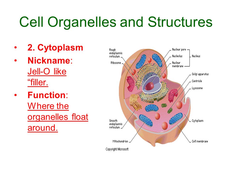 cell and cytoplasm Cytoplasm is a clear, gel-like substance found in all cells everything contained within a cell is found suspended in cytoplasm, except the nucleus, which is separated from the cytoplasm by a. cell and cytoplasm Cytoplasm is a clear, gel-like substance found in all cells everything contained within a cell is found suspended in cytoplasm, except the nucleus, which is separated from the cytoplasm by a.
