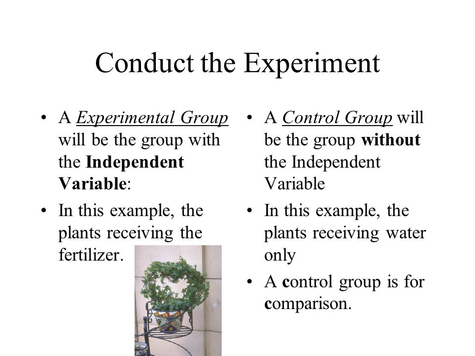 Conduct the Experiment A Experimental Group will be the group with the Independent Variable: In this example, the plants receiving the fertilizer.