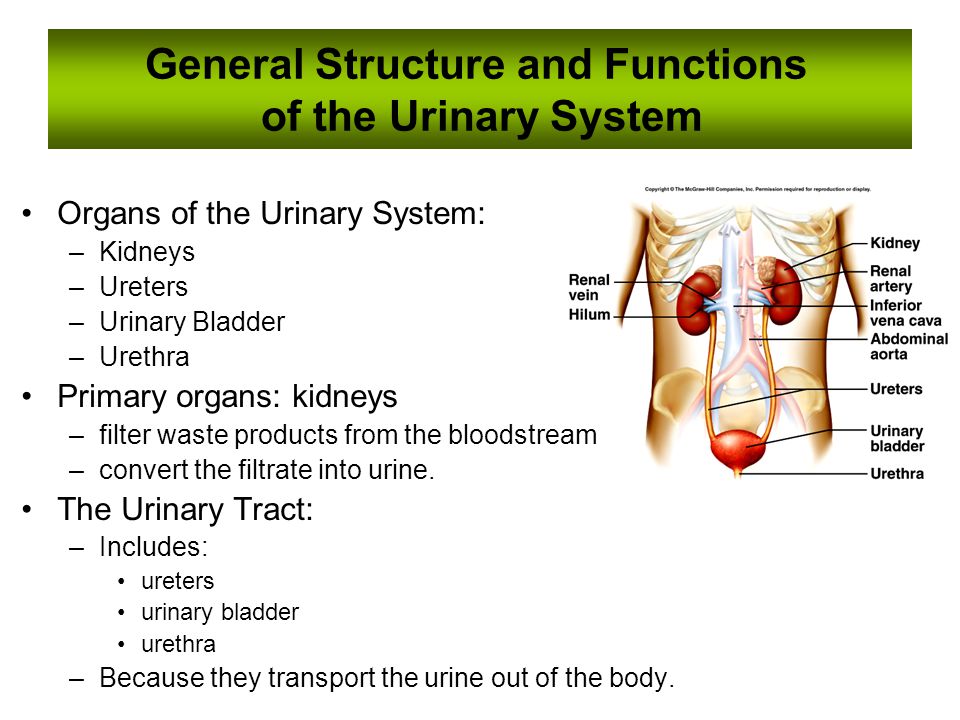 Human urinary system anatomy powerpoint presentation