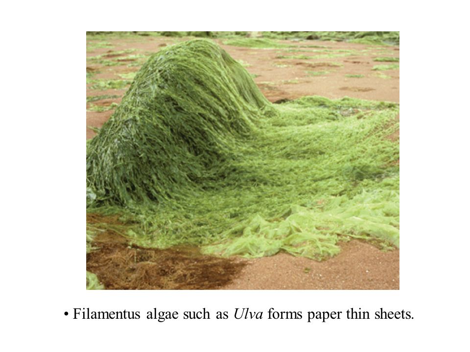 seaweed and plants multicellular primary producers ppt download algae sheets