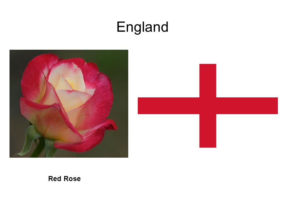 England Red Rose